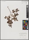 Foto von Salix aurita L.